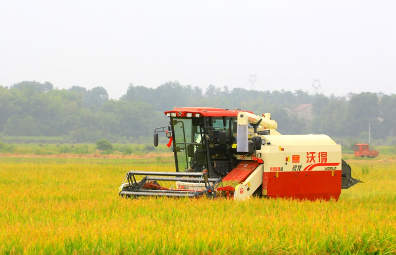 早稻收割忙，農(nóng)機(jī)來助力。常德市鼎城區(qū)融媒體中心供圖