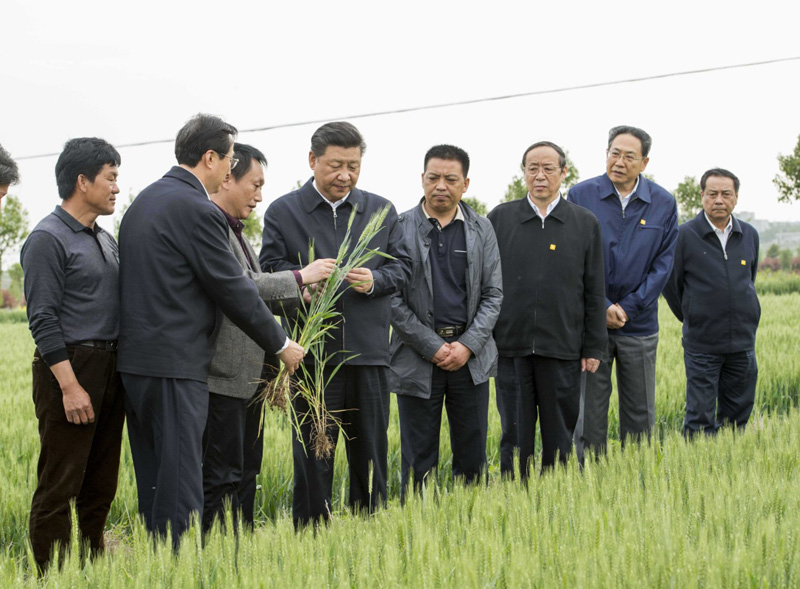 2016年4月25日下午，習(xí)近平在安徽滁州市鳳陽縣小崗村察看小麥長勢。左一為種糧大戶程夕兵。新華社記者 李學(xué)仁 攝