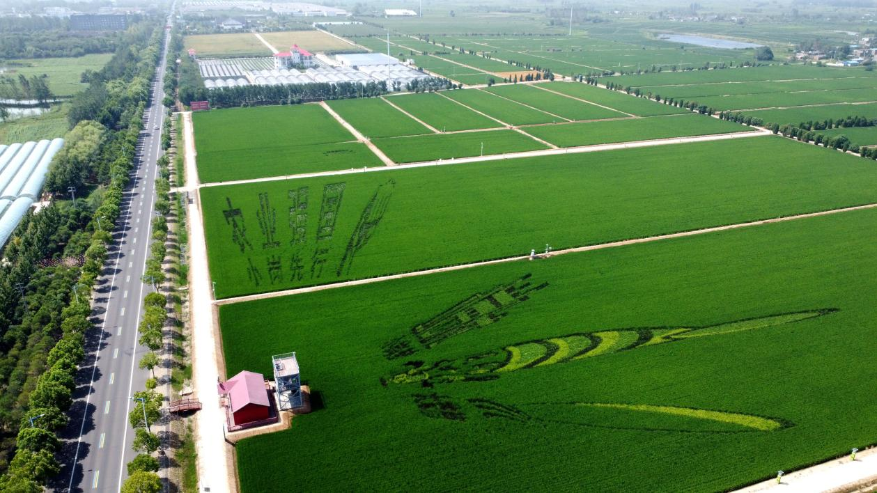 俯瞰小崗村高標(biāo)準(zhǔn)農(nóng)田。鳳陽縣委宣傳部供圖